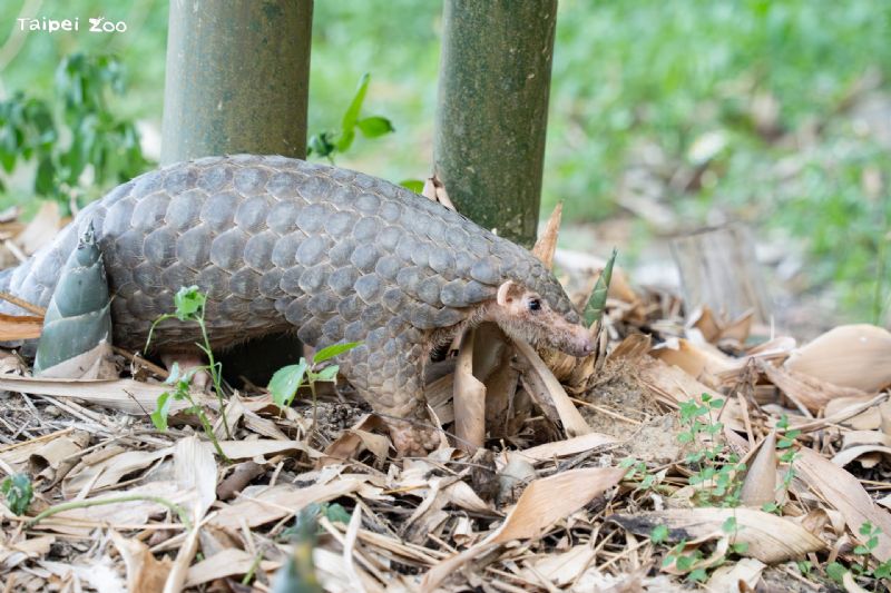 2月21日世界穿山甲日相約動物園：一起陪牠走回山林——「Save the Pangolin 返家之路」救傷與野放分享會